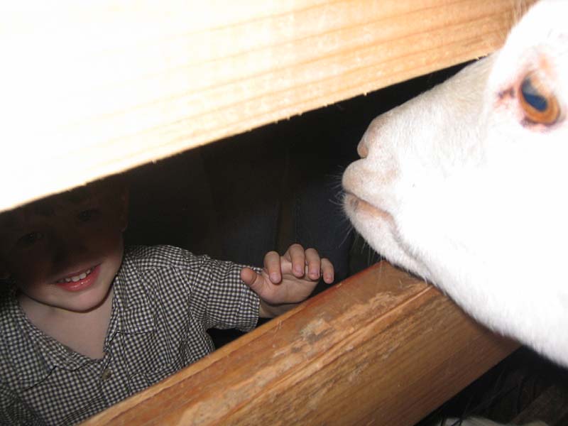 08-17-08_petting-zoo_Severin_02