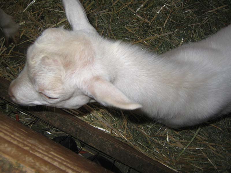 08-17-08_petting-zoo_Severin_04