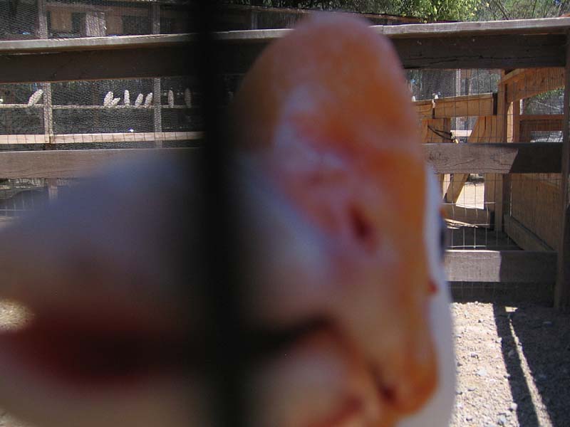 08-17-08_petting-zoo_Severin_10