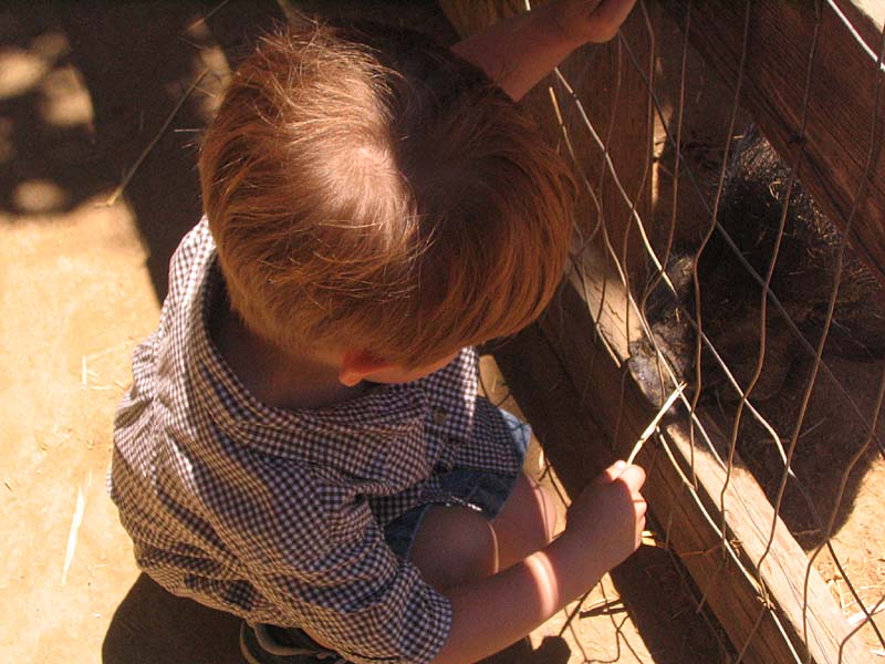 08-17-08_petting-zoo_Severin_100