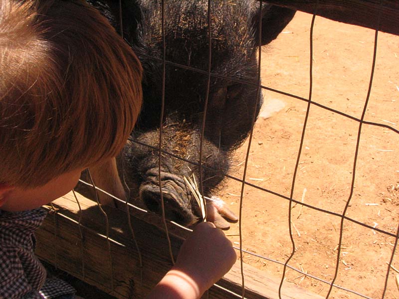 08-17-08_petting-zoo_Severin_101