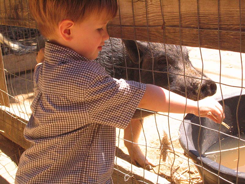 08-17-08_petting-zoo_Severin_102