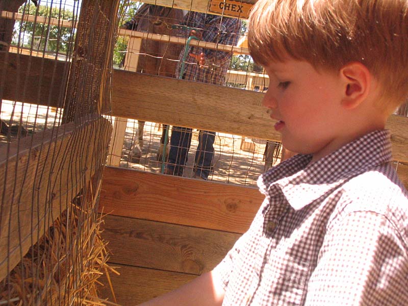 08-17-08_petting-zoo_Severin_105