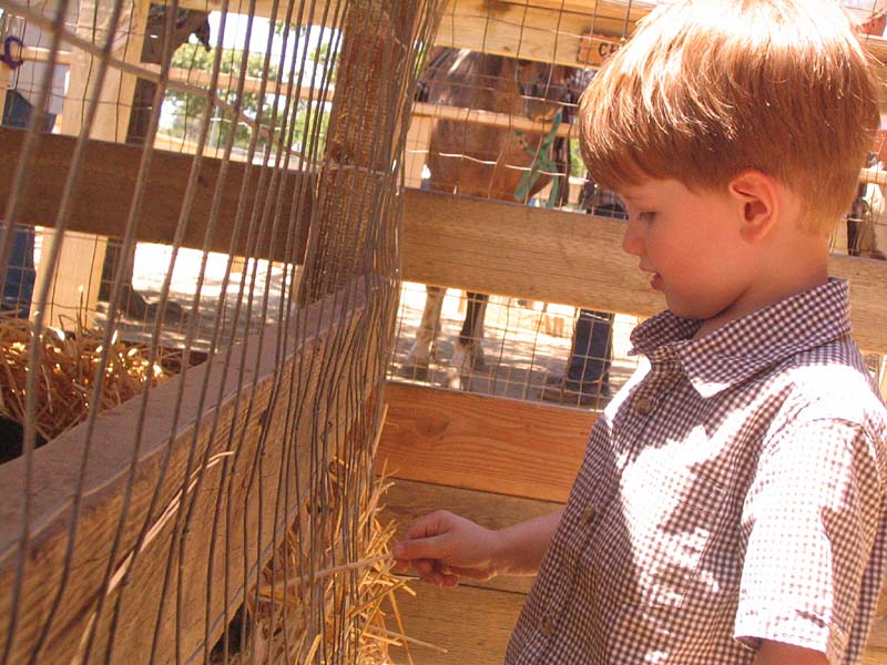 08-17-08_petting-zoo_Severin_106