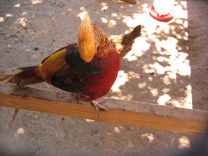 08-17-08_petting-zoo_Severin_107