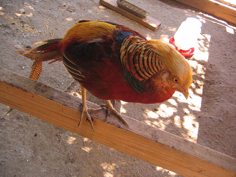 08-17-08_petting-zoo_Severin_108