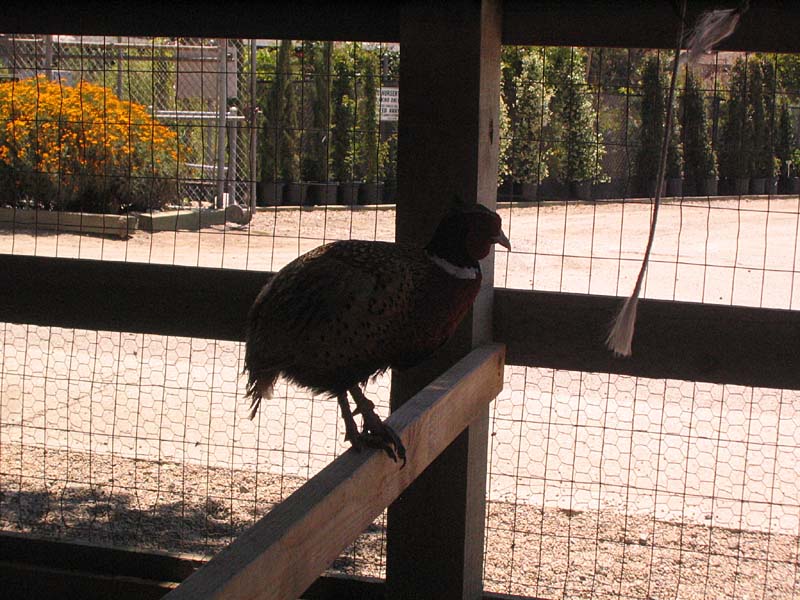 08-17-08_petting-zoo_Severin_109