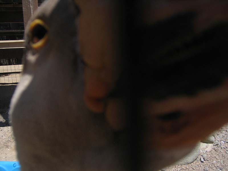 08-17-08_petting-zoo_Severin_11