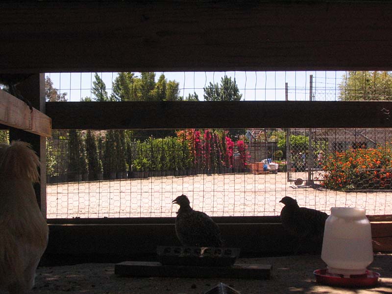 08-17-08_petting-zoo_Severin_111