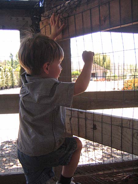 08-17-08_petting-zoo_Severin_113