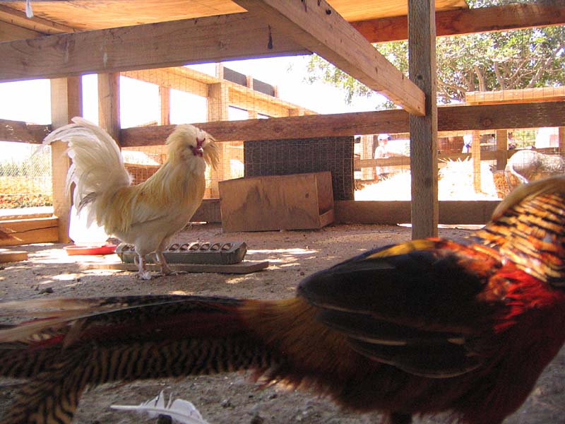 08-17-08_petting-zoo_Severin_114