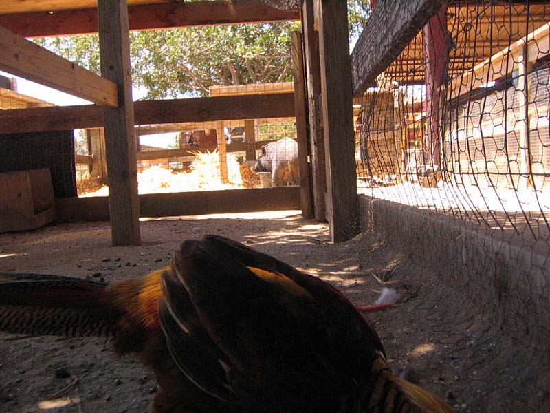 08-17-08_petting-zoo_Severin_115