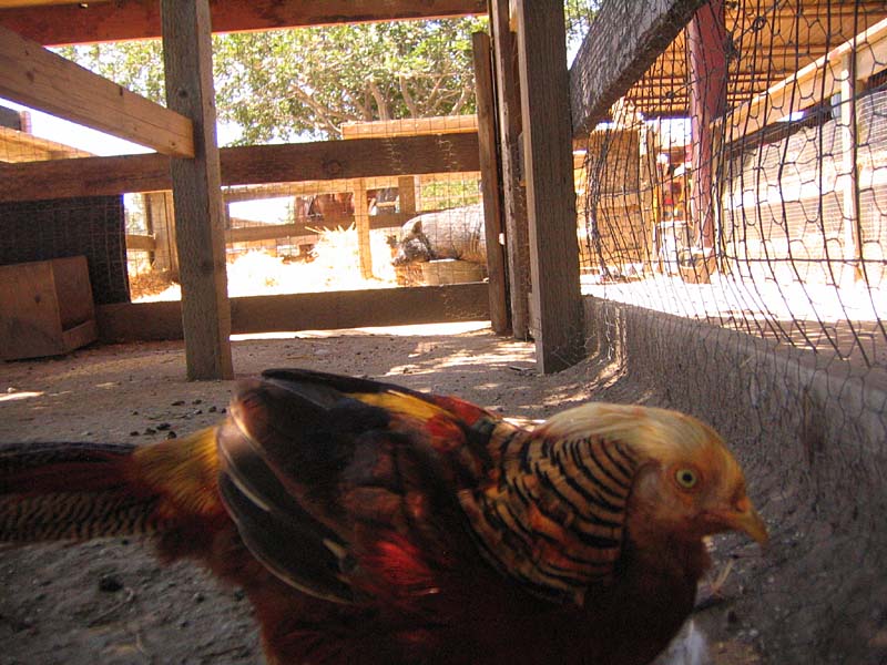 08-17-08_petting-zoo_Severin_116