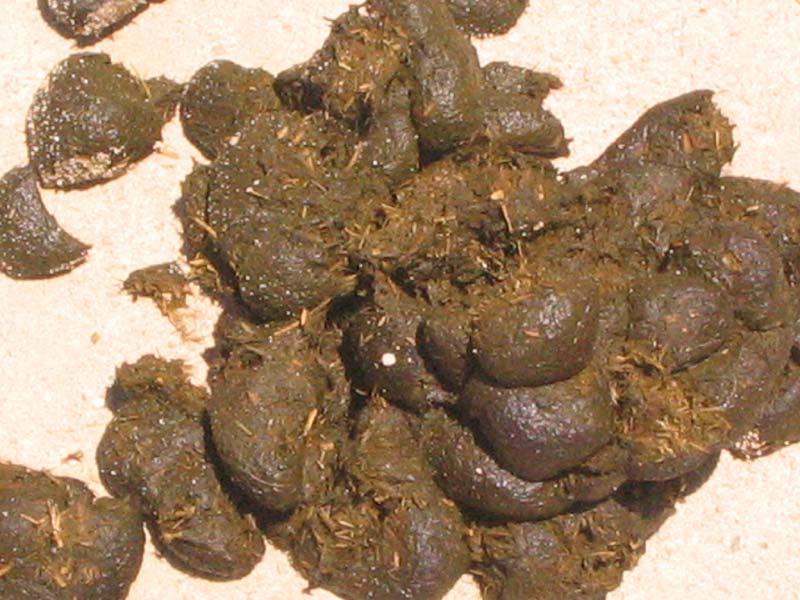 08-17-08_petting-zoo_Severin_117