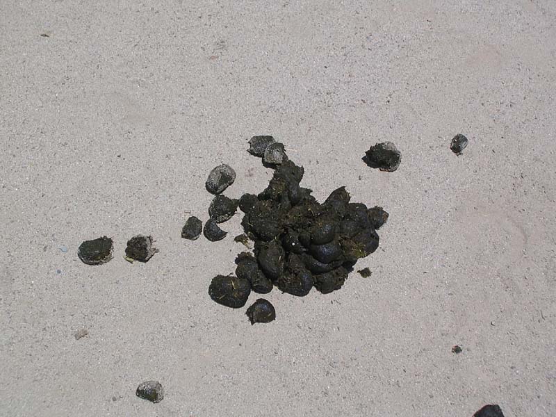 08-17-08_petting-zoo_Severin_118