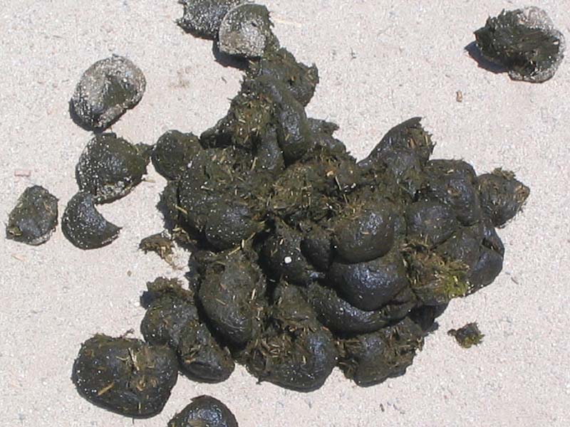 08-17-08_petting-zoo_Severin_119