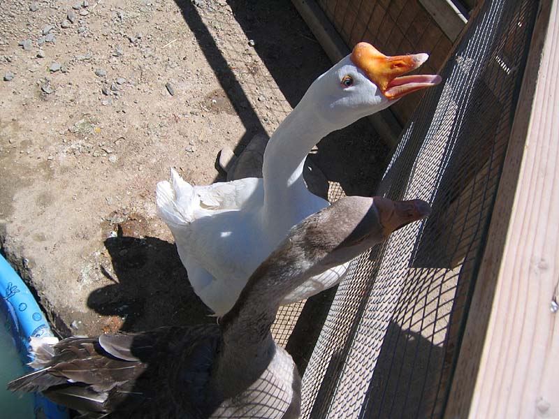 08-17-08_petting-zoo_Severin_12