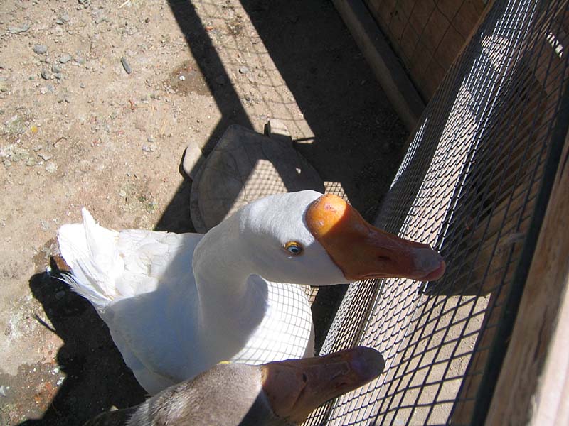 08-17-08_petting-zoo_Severin_13