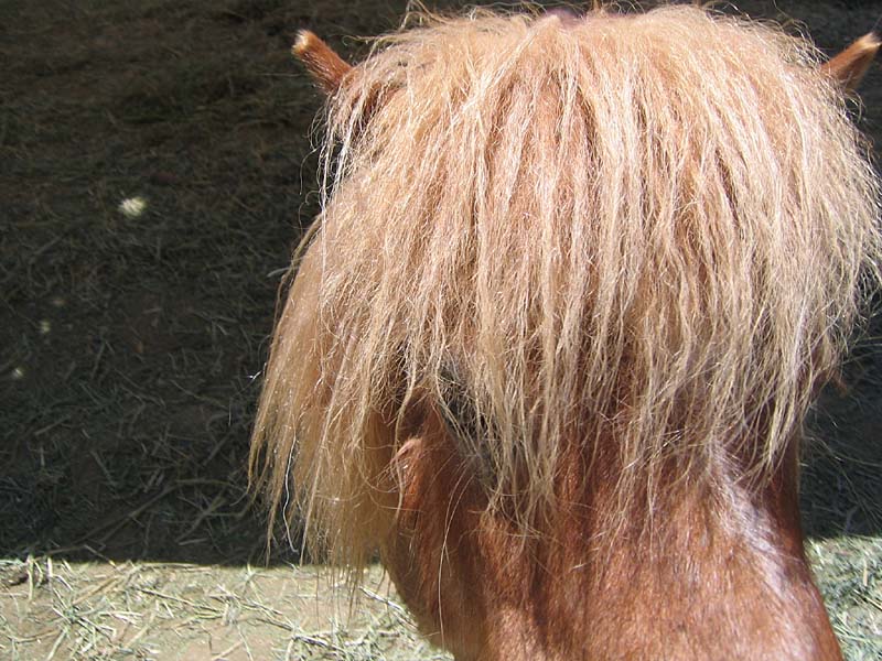 08-17-08_petting-zoo_Severin_16