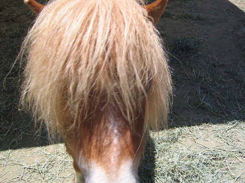 08-17-08_petting-zoo_Severin_17