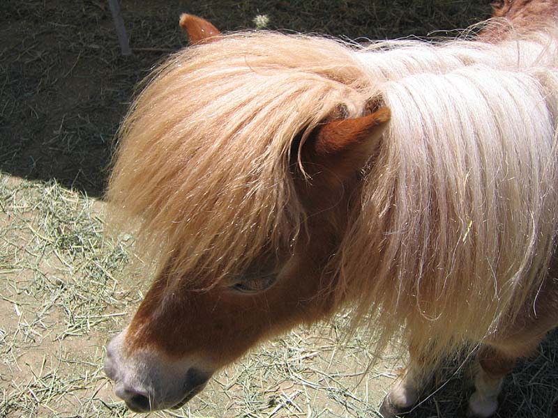 08-17-08_petting-zoo_Severin_18