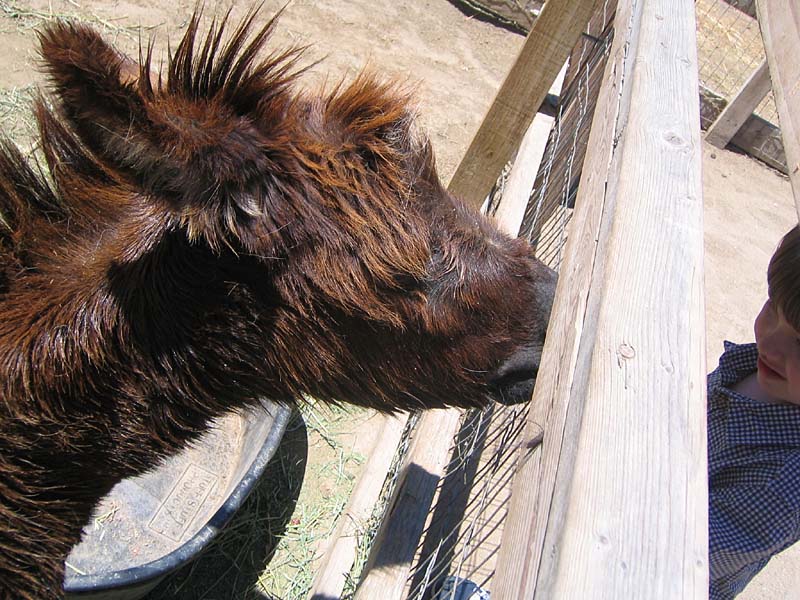 08-17-08_petting-zoo_Severin_19