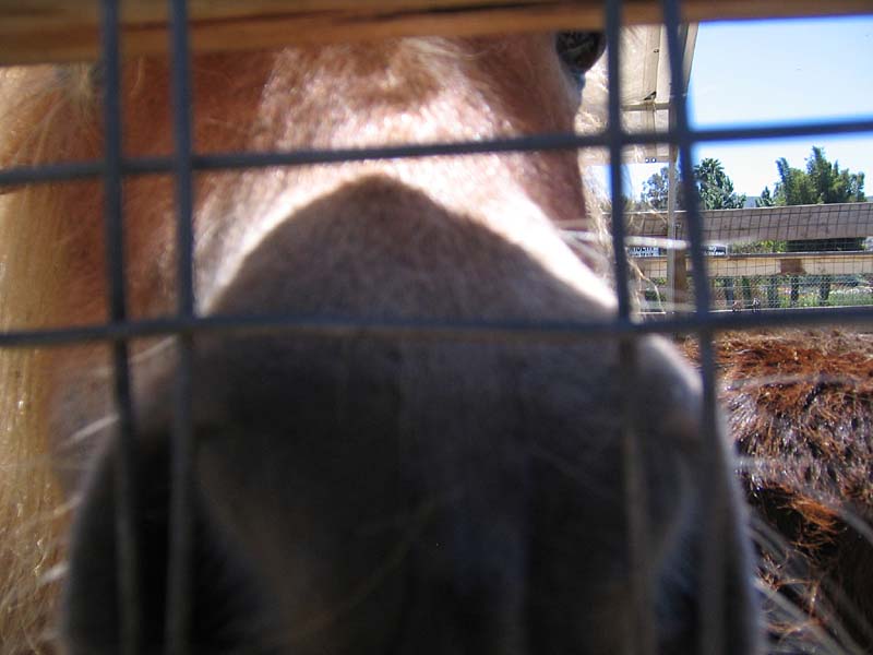 08-17-08_petting-zoo_Severin_21