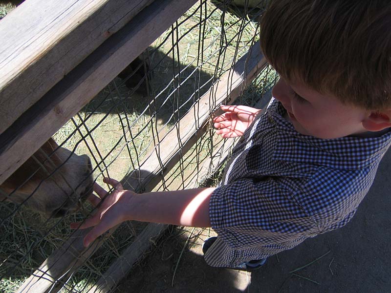 08-17-08_petting-zoo_Severin_25