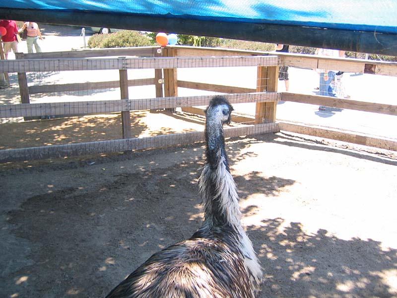 08-17-08_petting-zoo_Severin_26