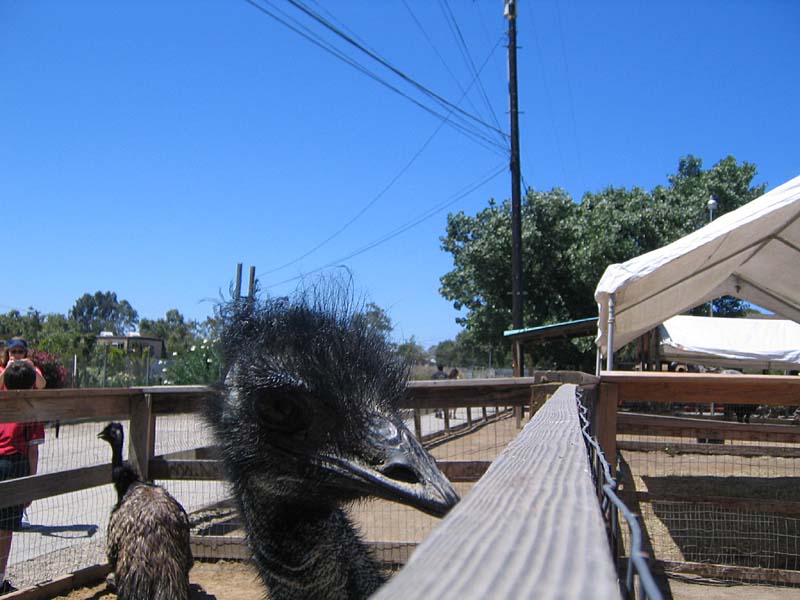 08-17-08_petting-zoo_Severin_27