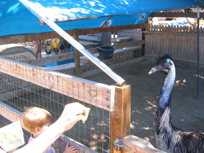 08-17-08_petting-zoo_Severin_29