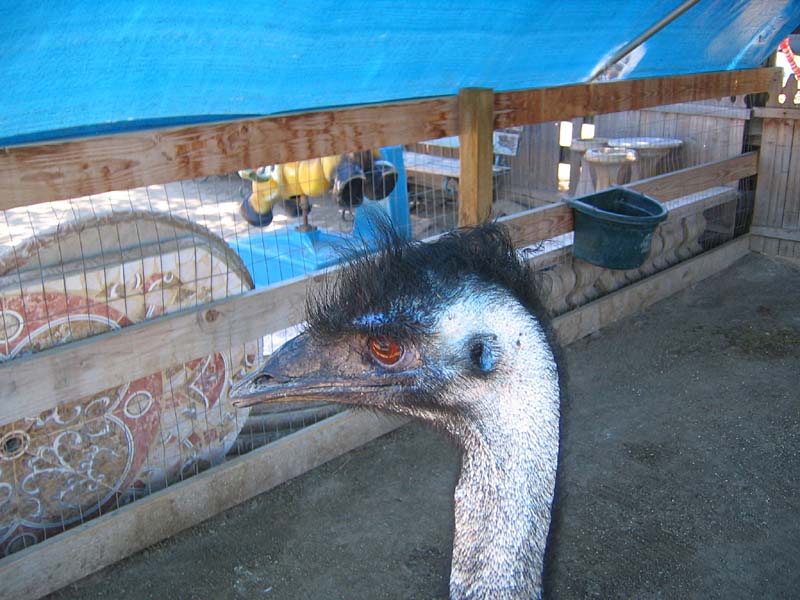 08-17-08_petting-zoo_Severin_36