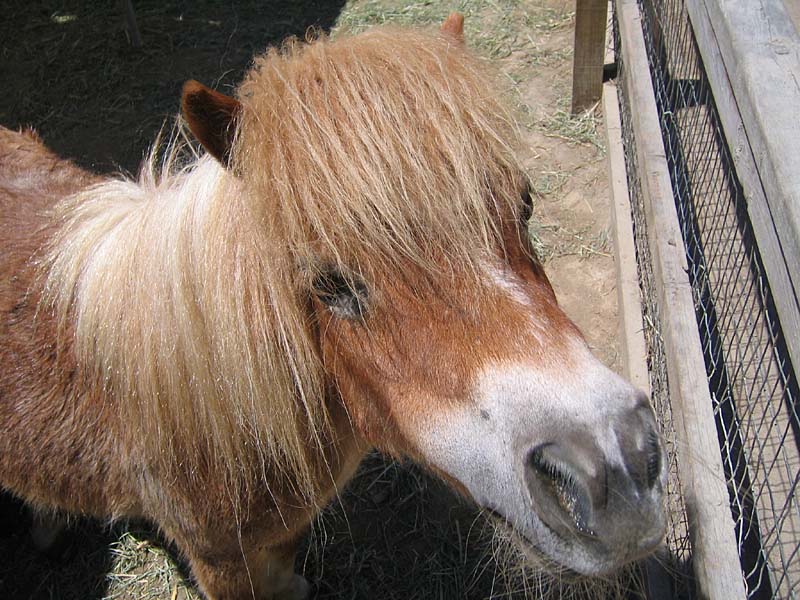 08-17-08_petting-zoo_Severin_38