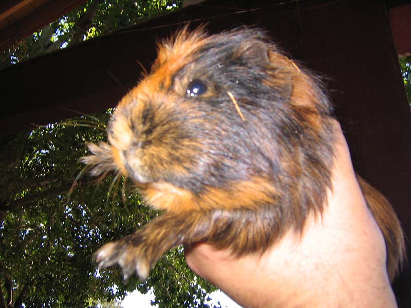 08-17-08_petting-zoo_Severin_52