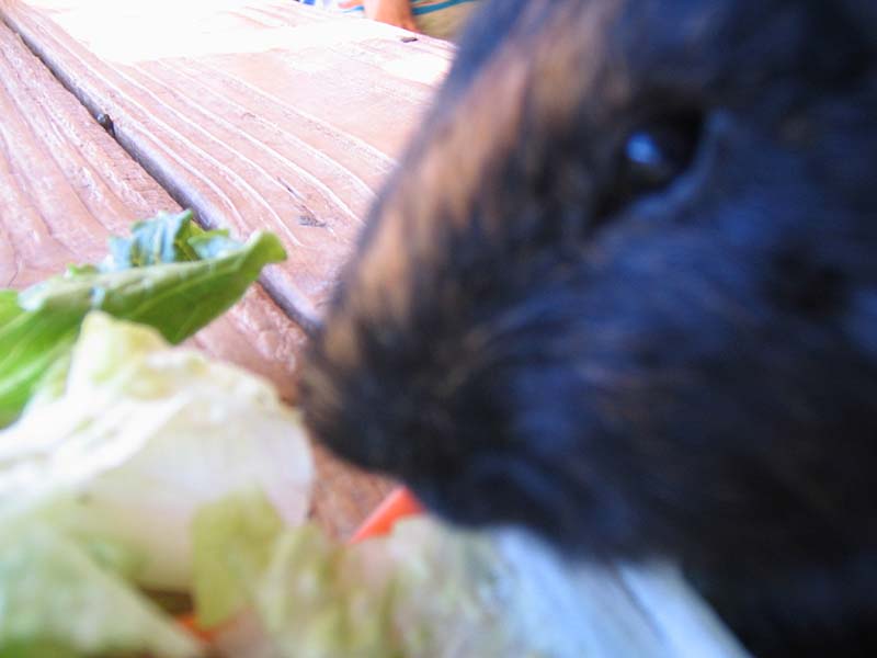 08-17-08_petting-zoo_Severin_55