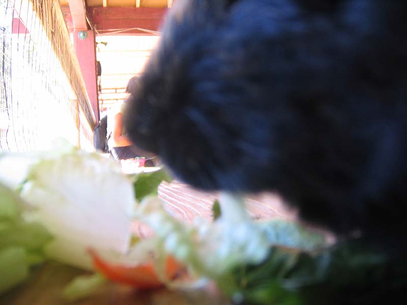 08-17-08_petting-zoo_Severin_56