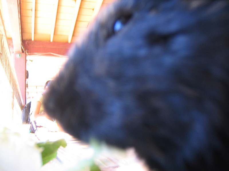 08-17-08_petting-zoo_Severin_57