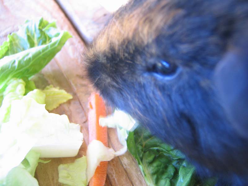 08-17-08_petting-zoo_Severin_58