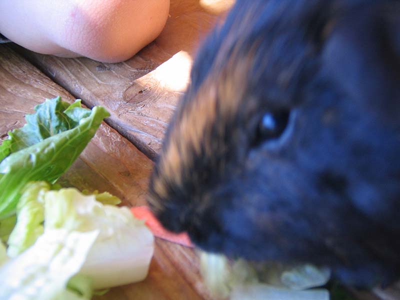 08-17-08_petting-zoo_Severin_60