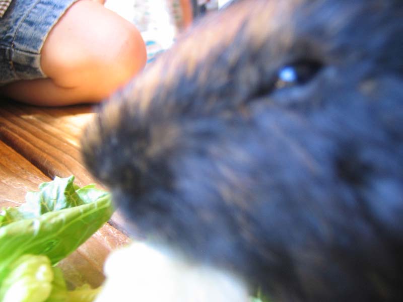 08-17-08_petting-zoo_Severin_61