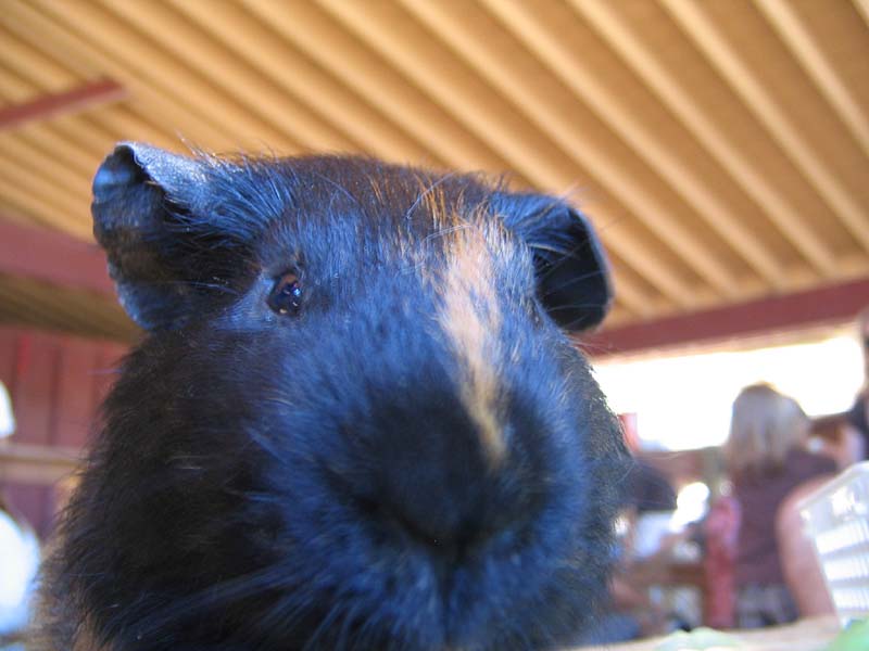 08-17-08_petting-zoo_Severin_64