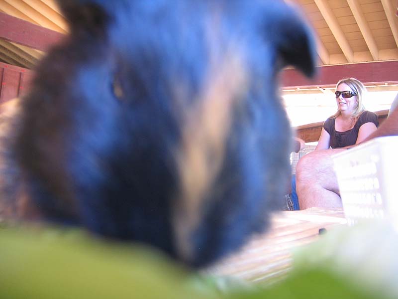 08-17-08_petting-zoo_Severin_66