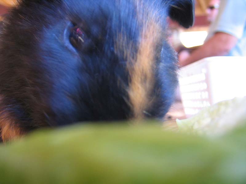 08-17-08_petting-zoo_Severin_67