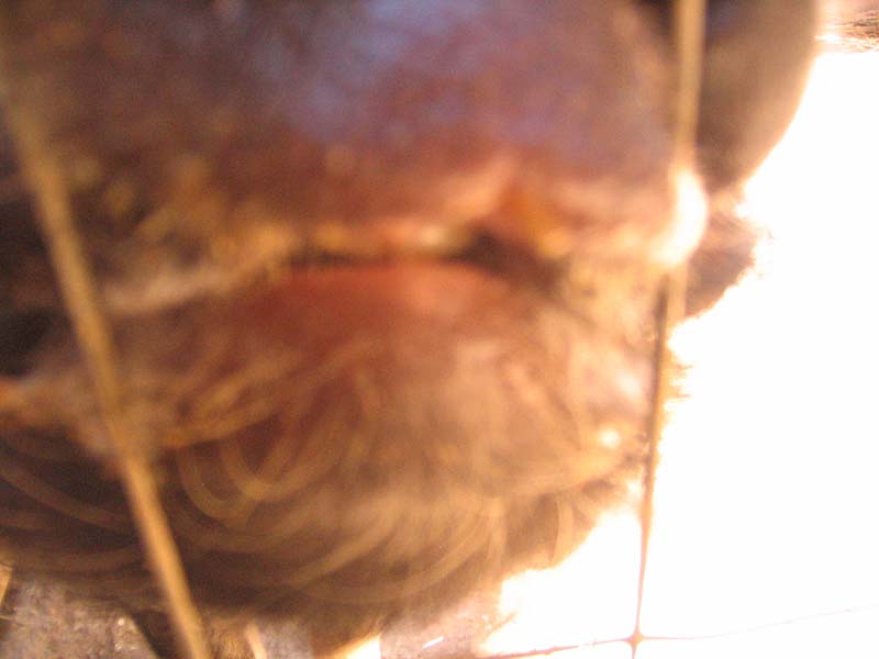 08-17-08_petting-zoo_Severin_75