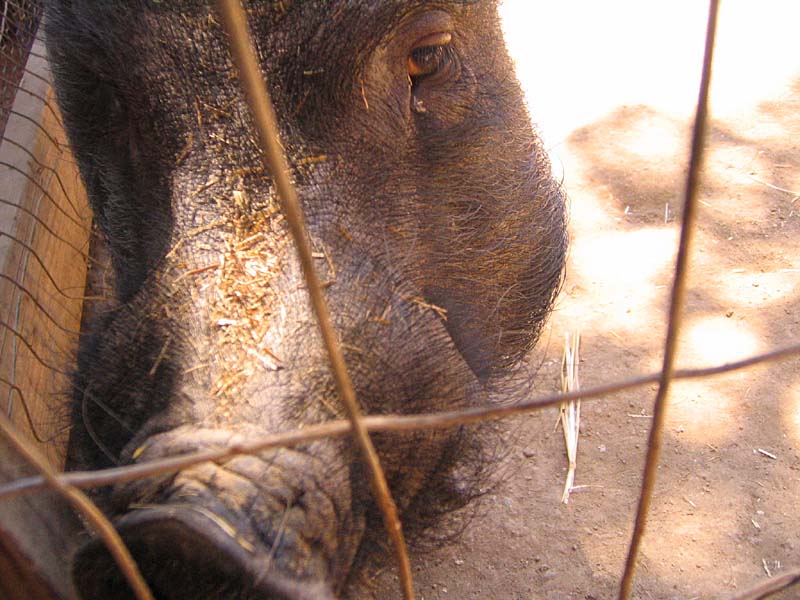 08-17-08_petting-zoo_Severin_78