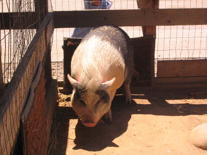 08-17-08_petting-zoo_Severin_81