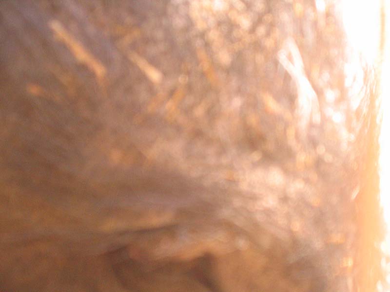 08-17-08_petting-zoo_Severin_85