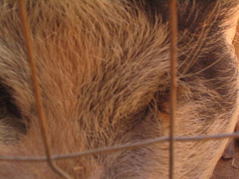 08-17-08_petting-zoo_Severin_86