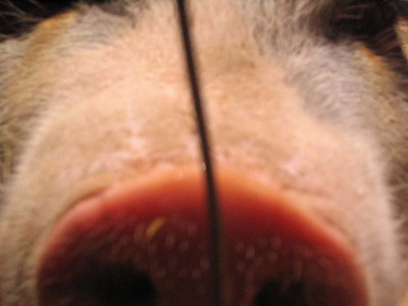 08-17-08_petting-zoo_Severin_89