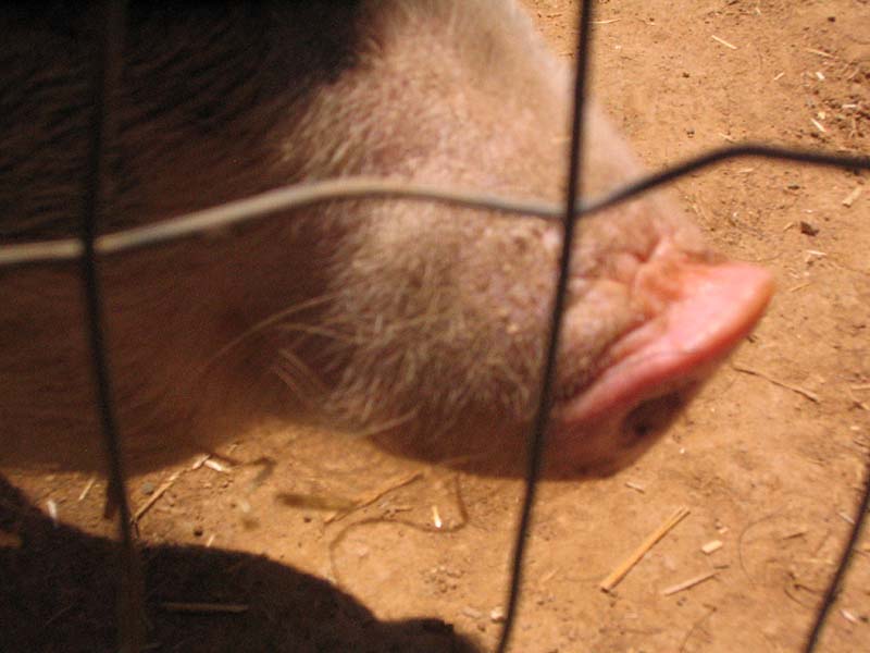 08-17-08_petting-zoo_Severin_90